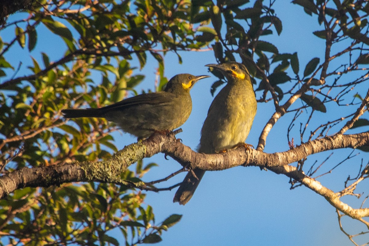 Eastern Wattled-Honeyeater - ML640682427