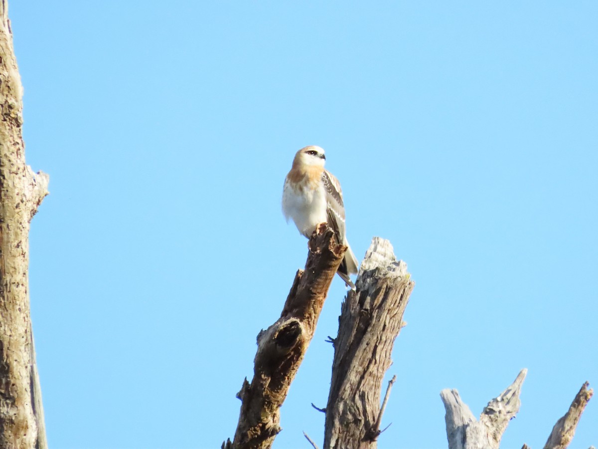 Black-shouldered Kite - ML640682438