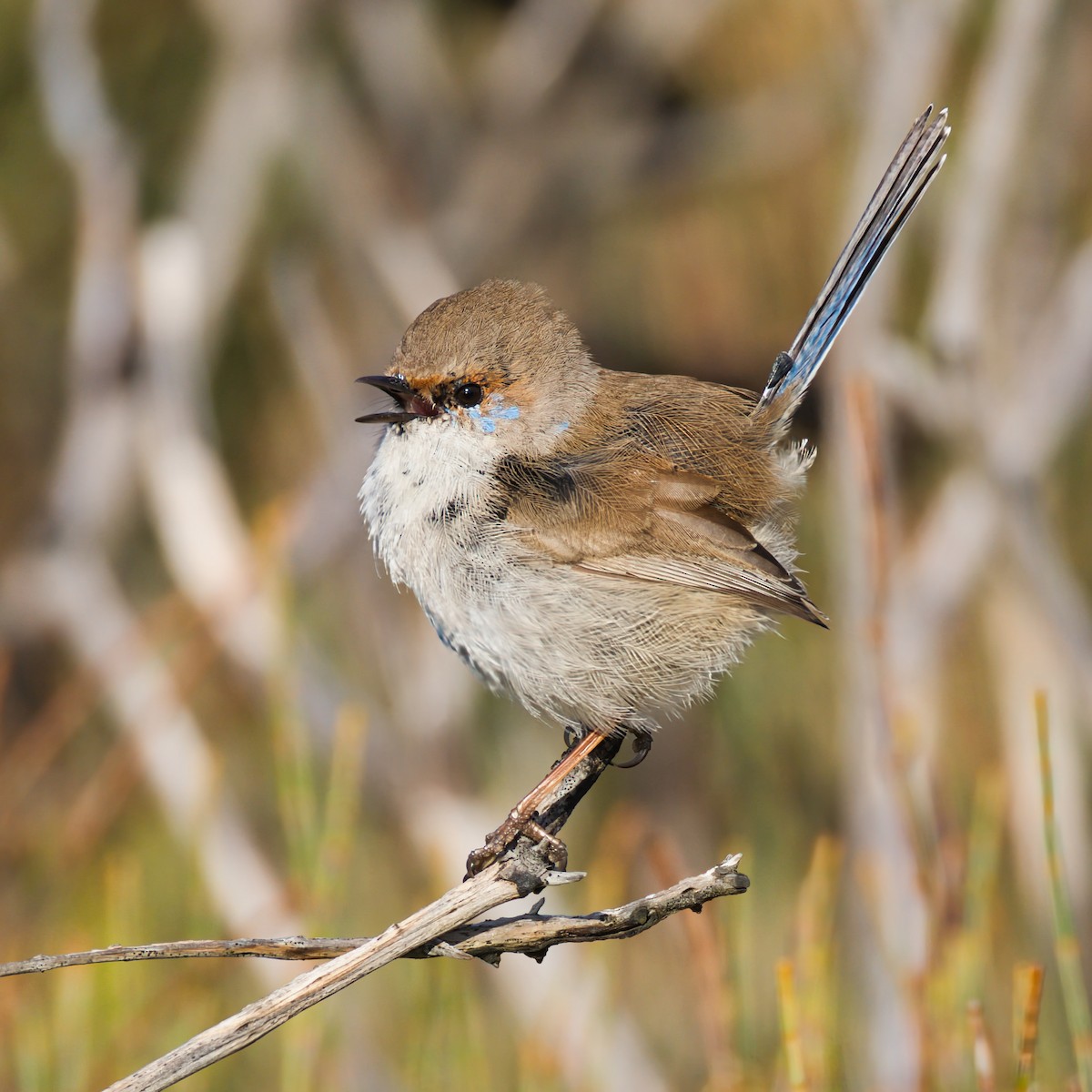 blåalvesmett - ML640682549