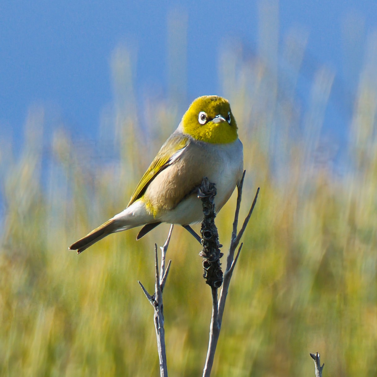 gråbrystbrillefugl - ML640682555