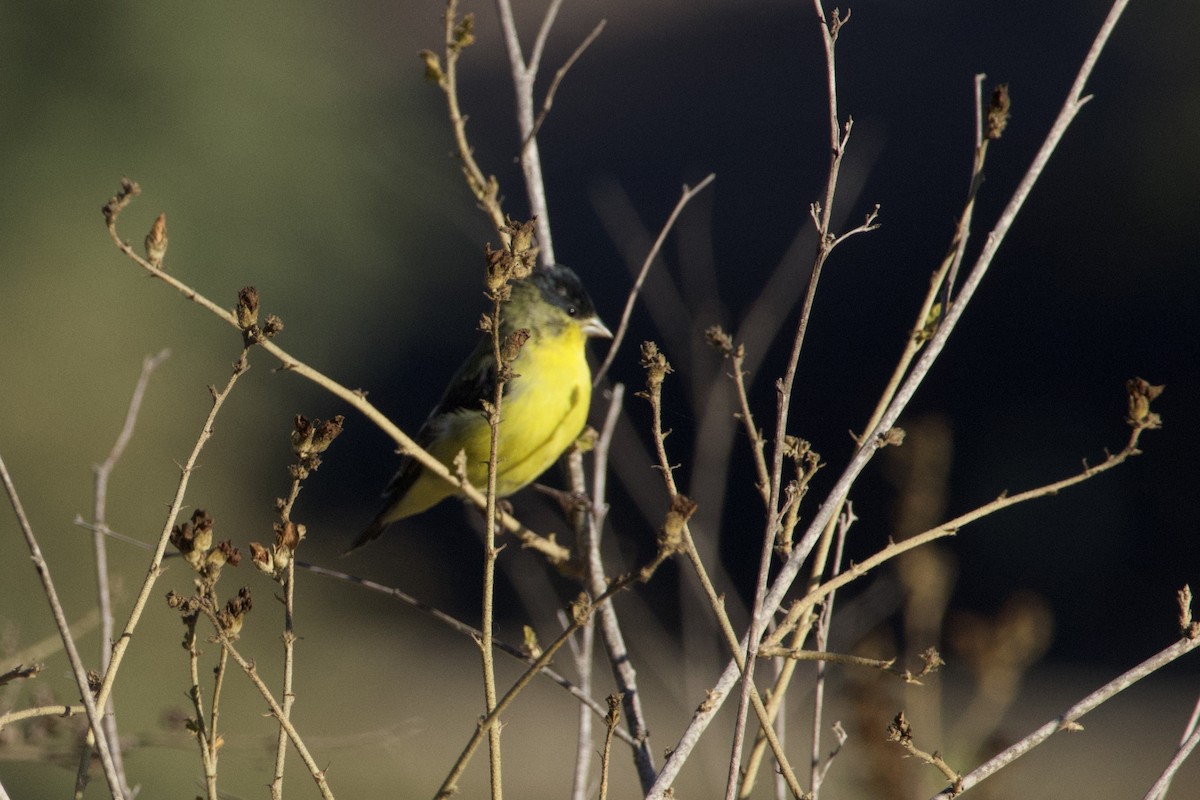 Lesser Goldfinch - ML640682579