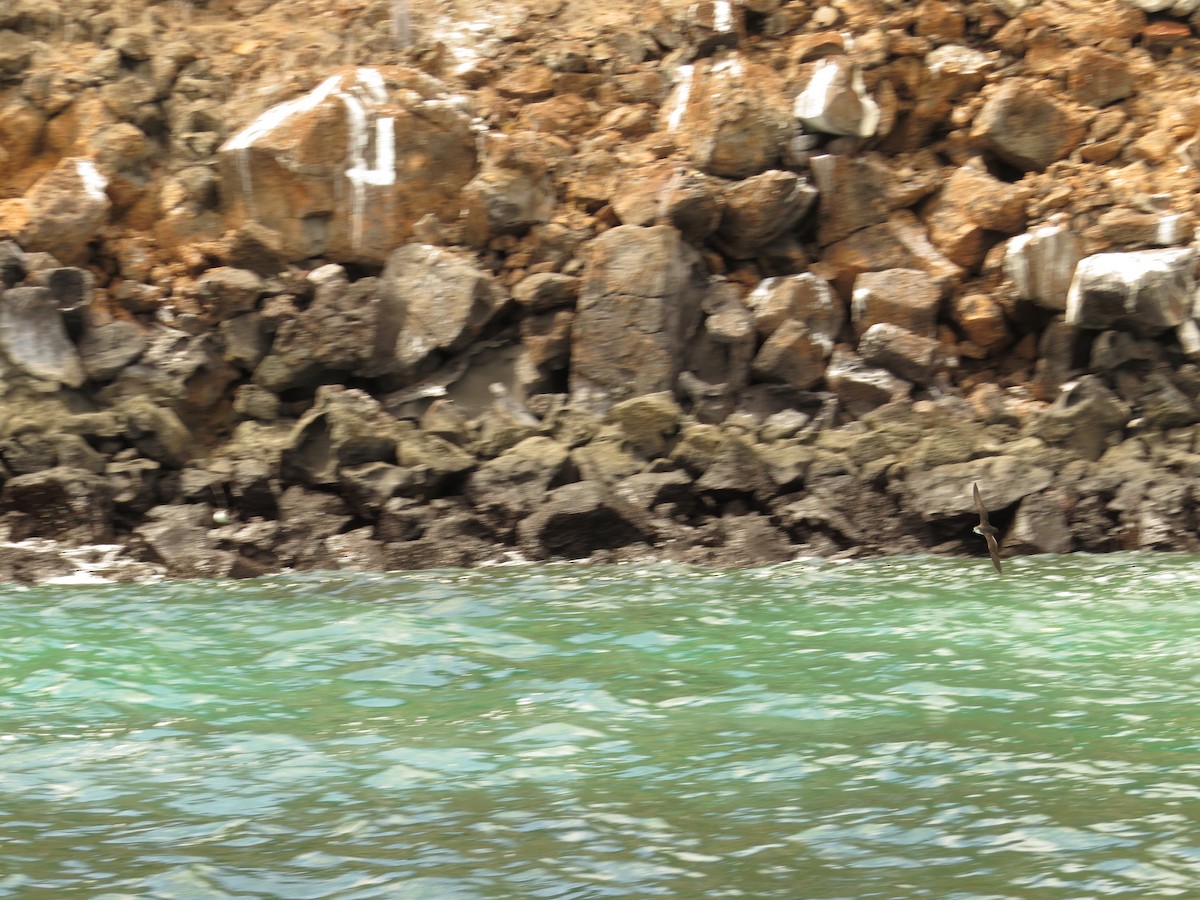 Galapagos Shearwater - ML640682581