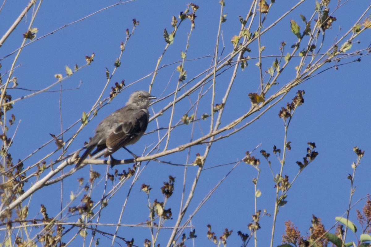 Northern Mockingbird - ML640682585