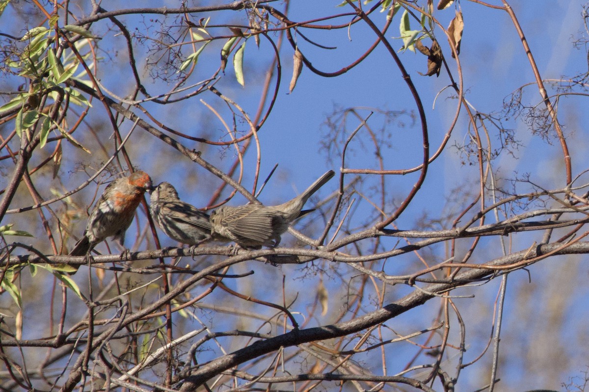 House Finch - ML640682592