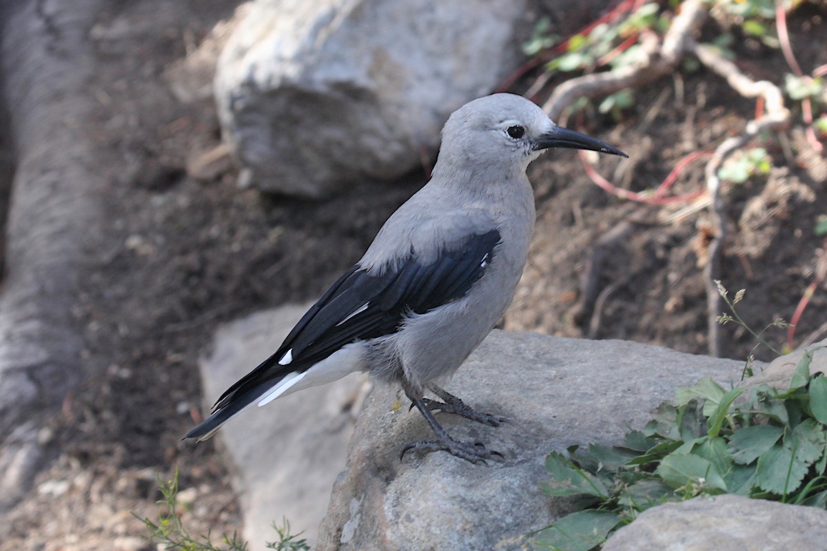 Clark's Nutcracker - ML640682593