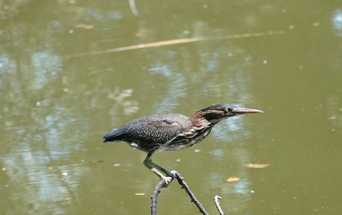 Green Heron - ML640682597
