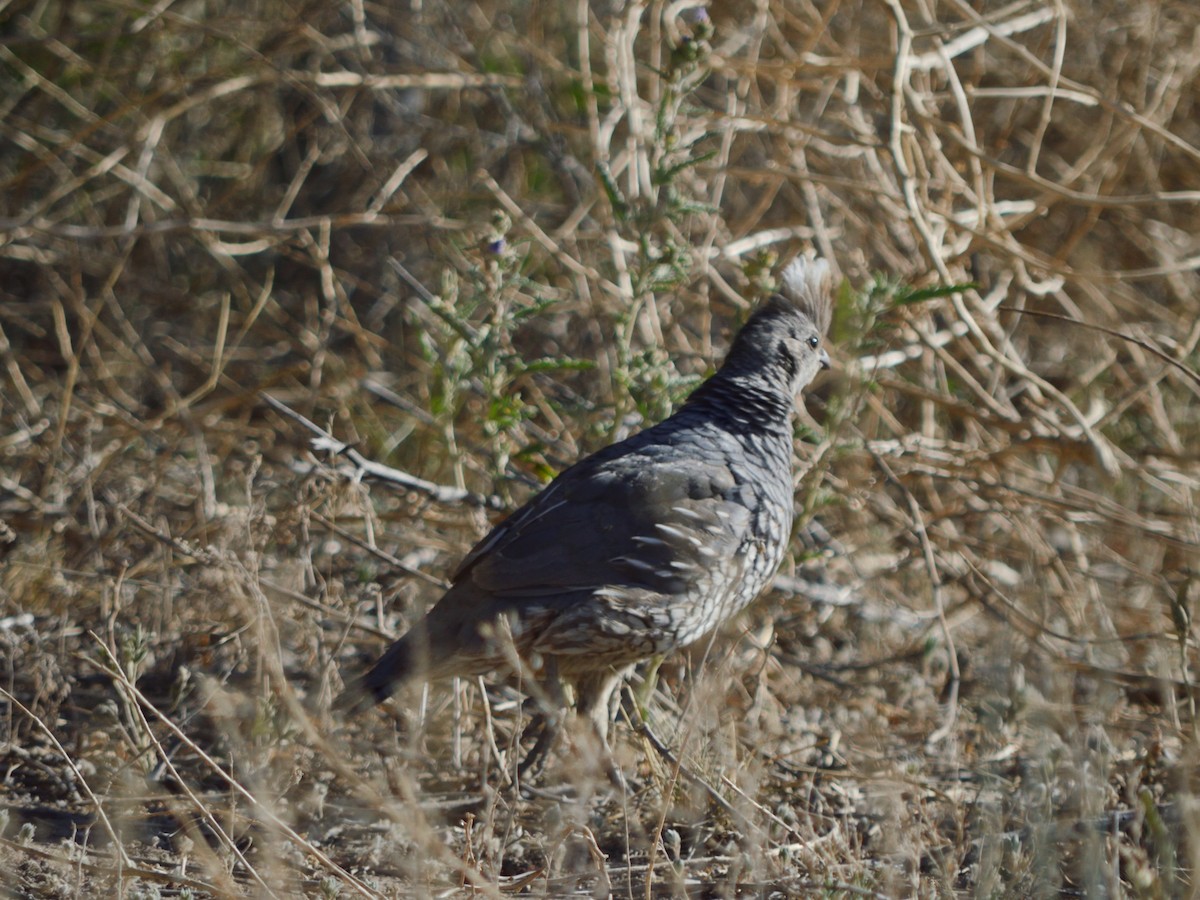 Scaled Quail - ML640682598