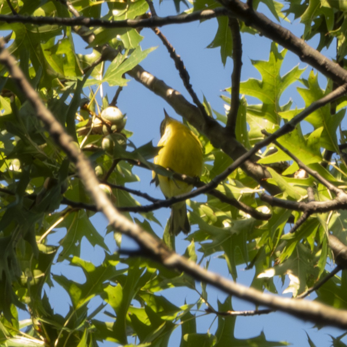 Prairie Warbler - ML640682599