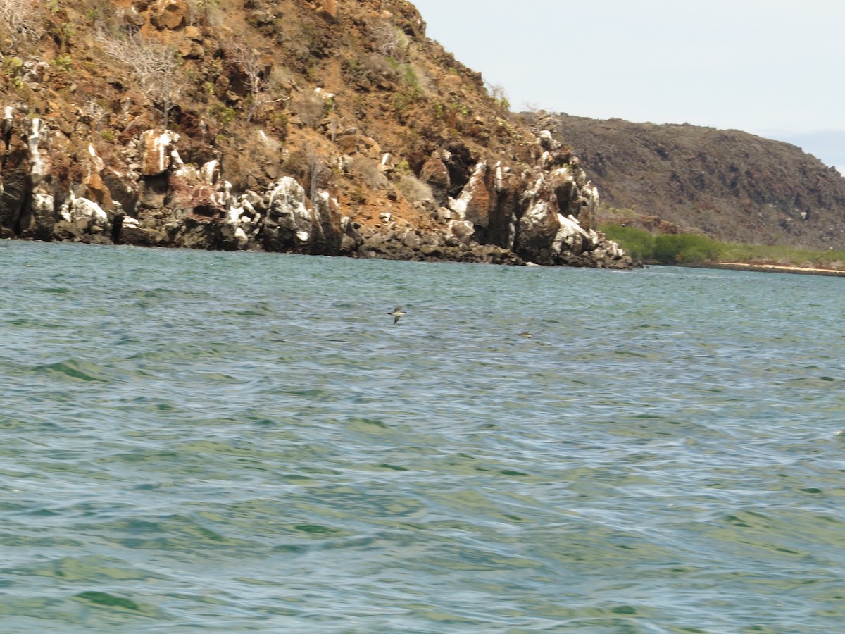 Galapagos Shearwater - ML640682600