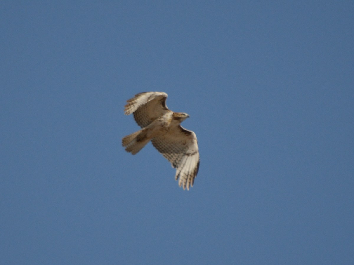 Red-tailed Hawk - ML640682605