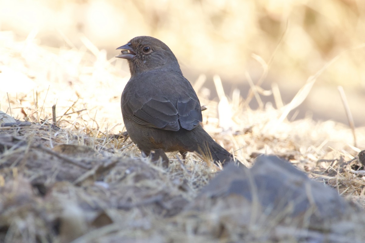 California Towhee - ML640682606