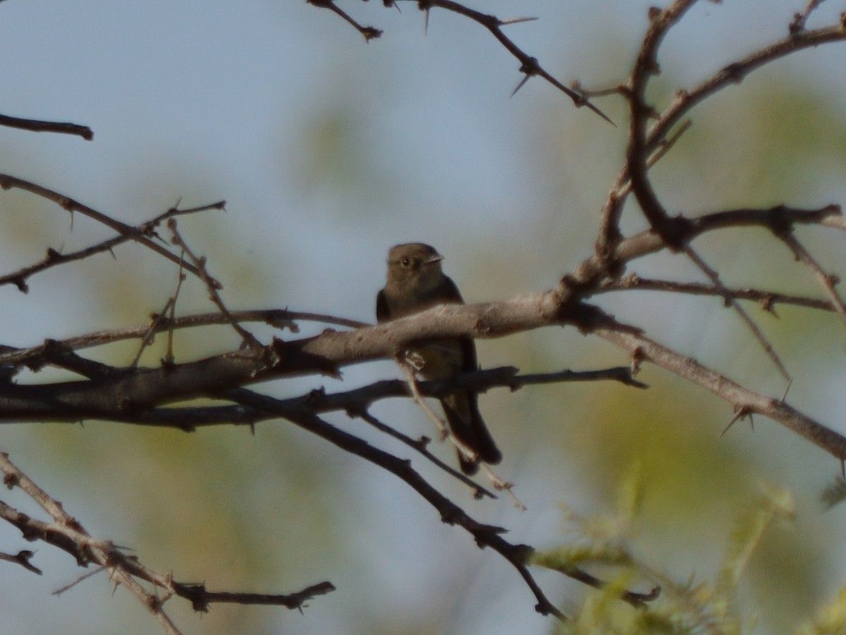 Western Wood-Pewee - ML640682607