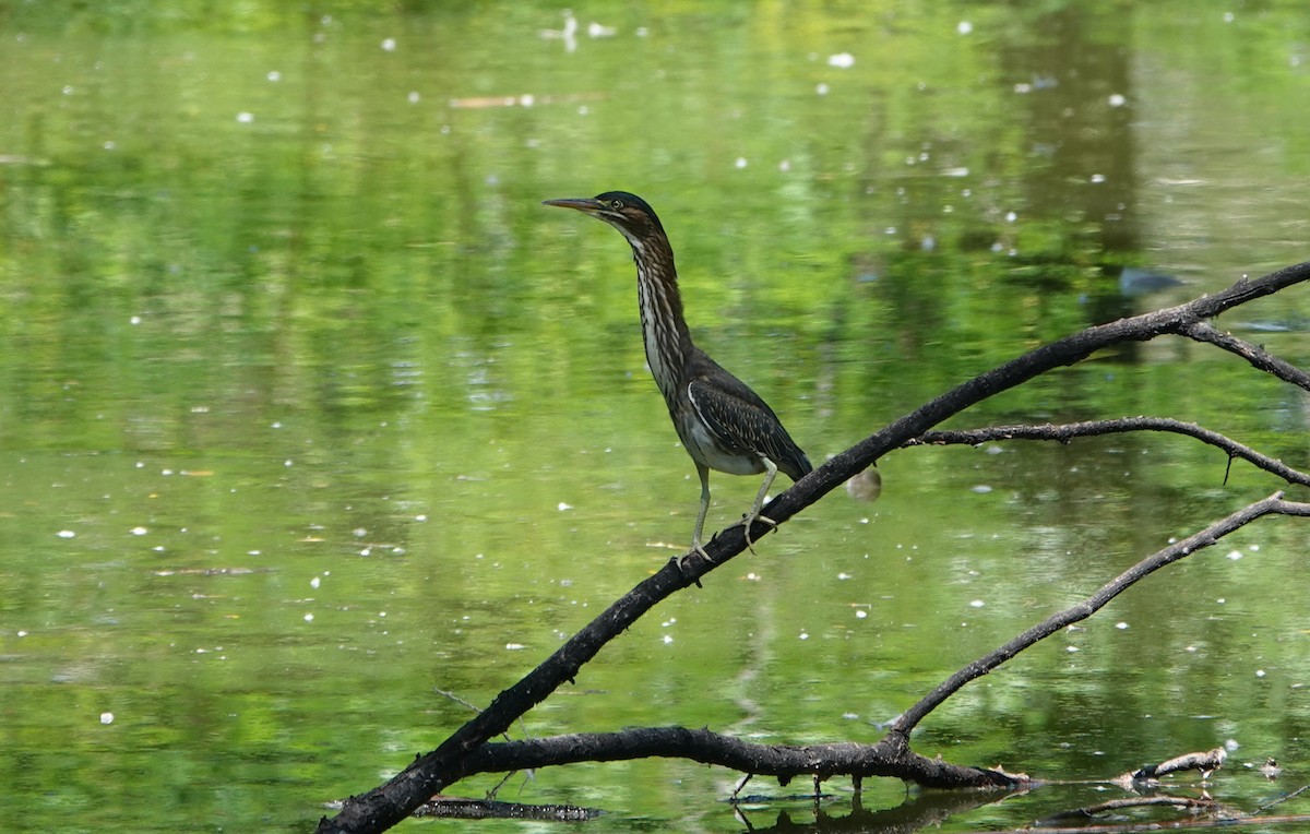 Green Heron - ML640682608