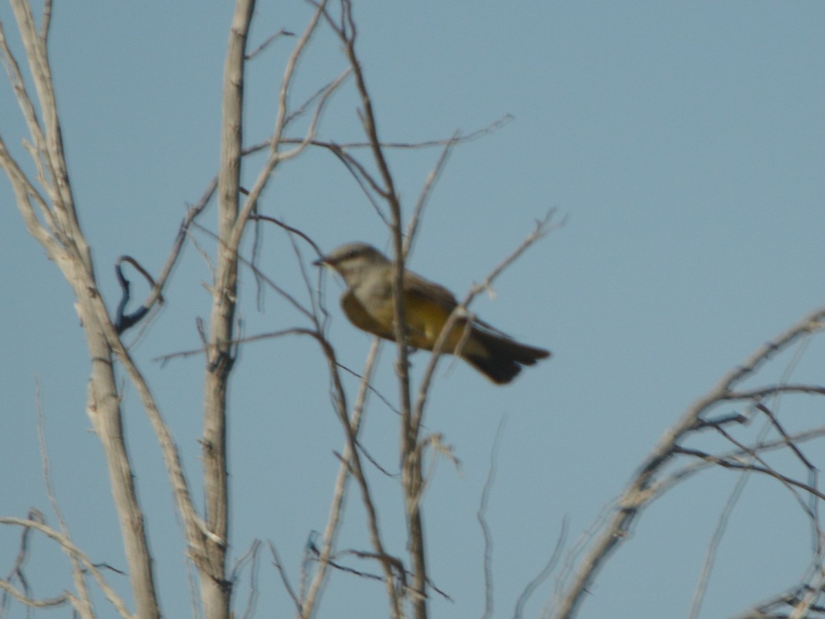 Western Kingbird - ML640682617