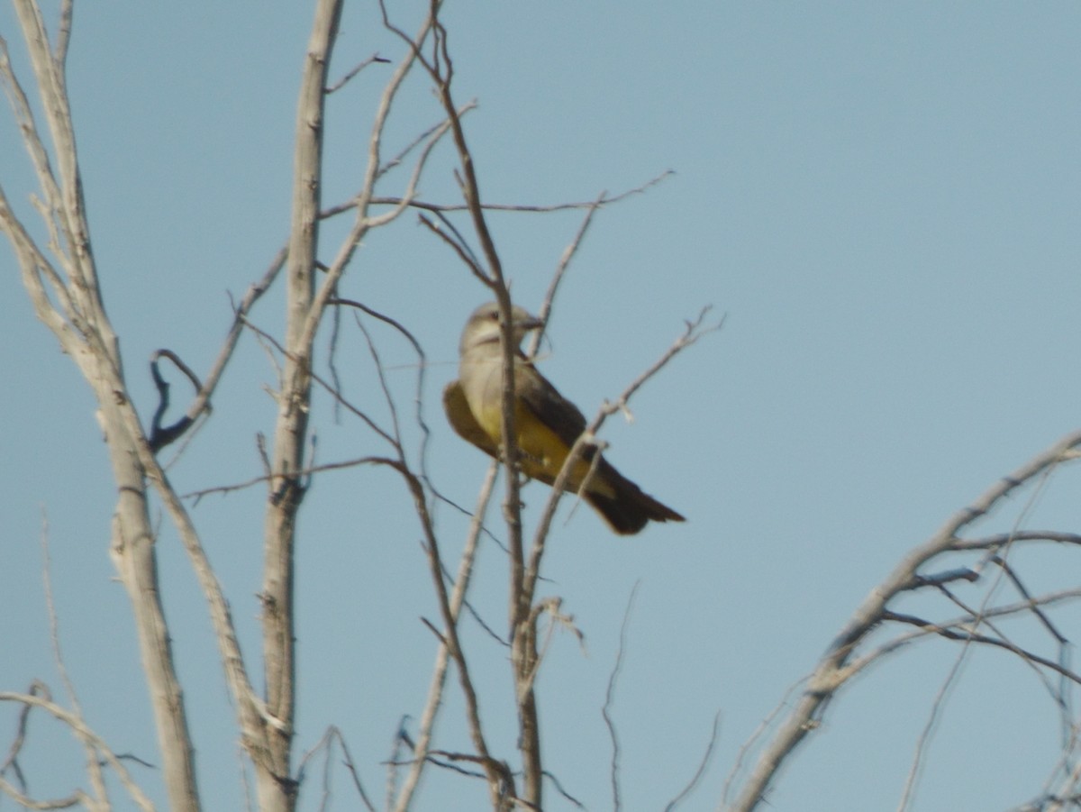 Western Kingbird - ML640682618