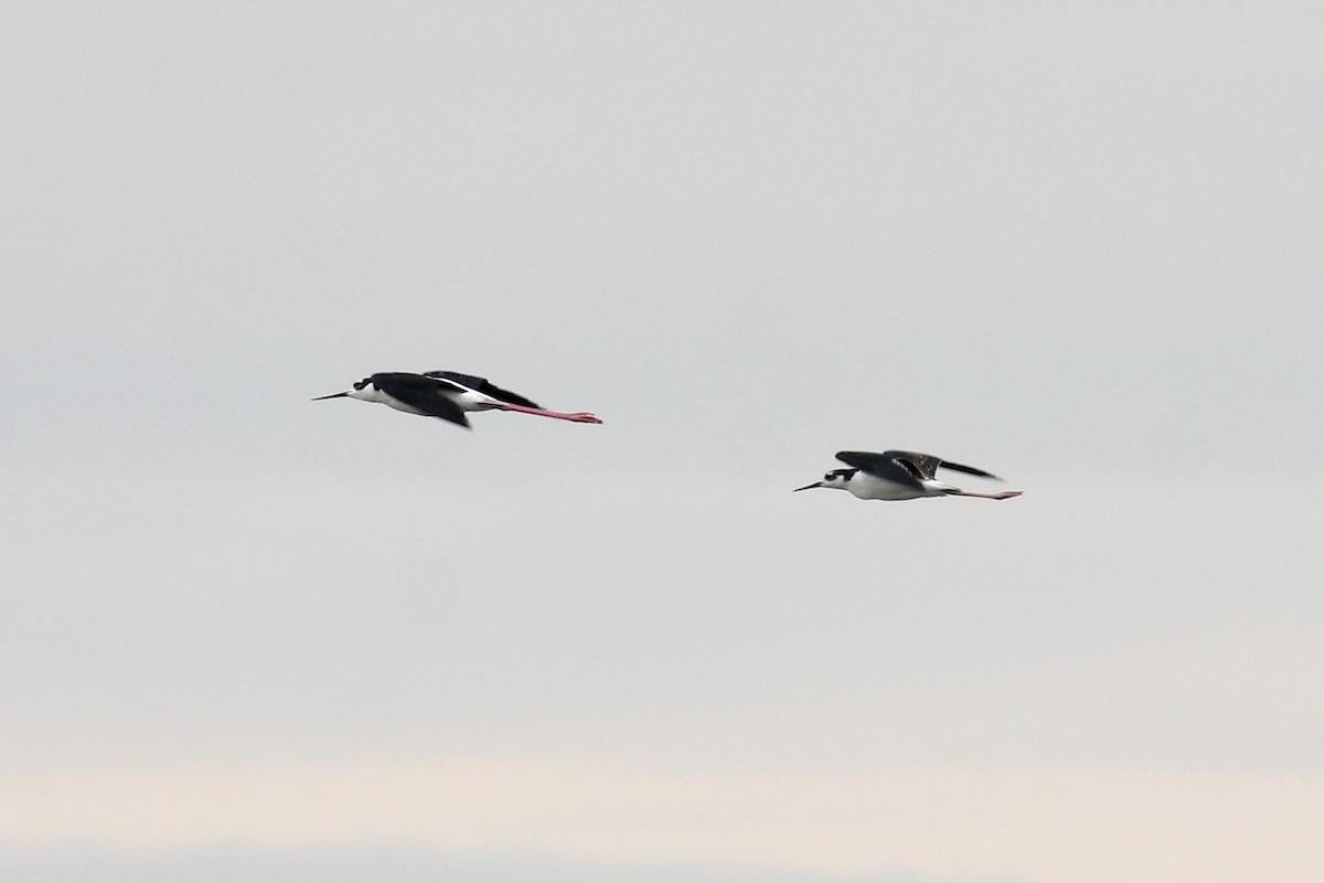 Black-necked Stilt - ML640682619