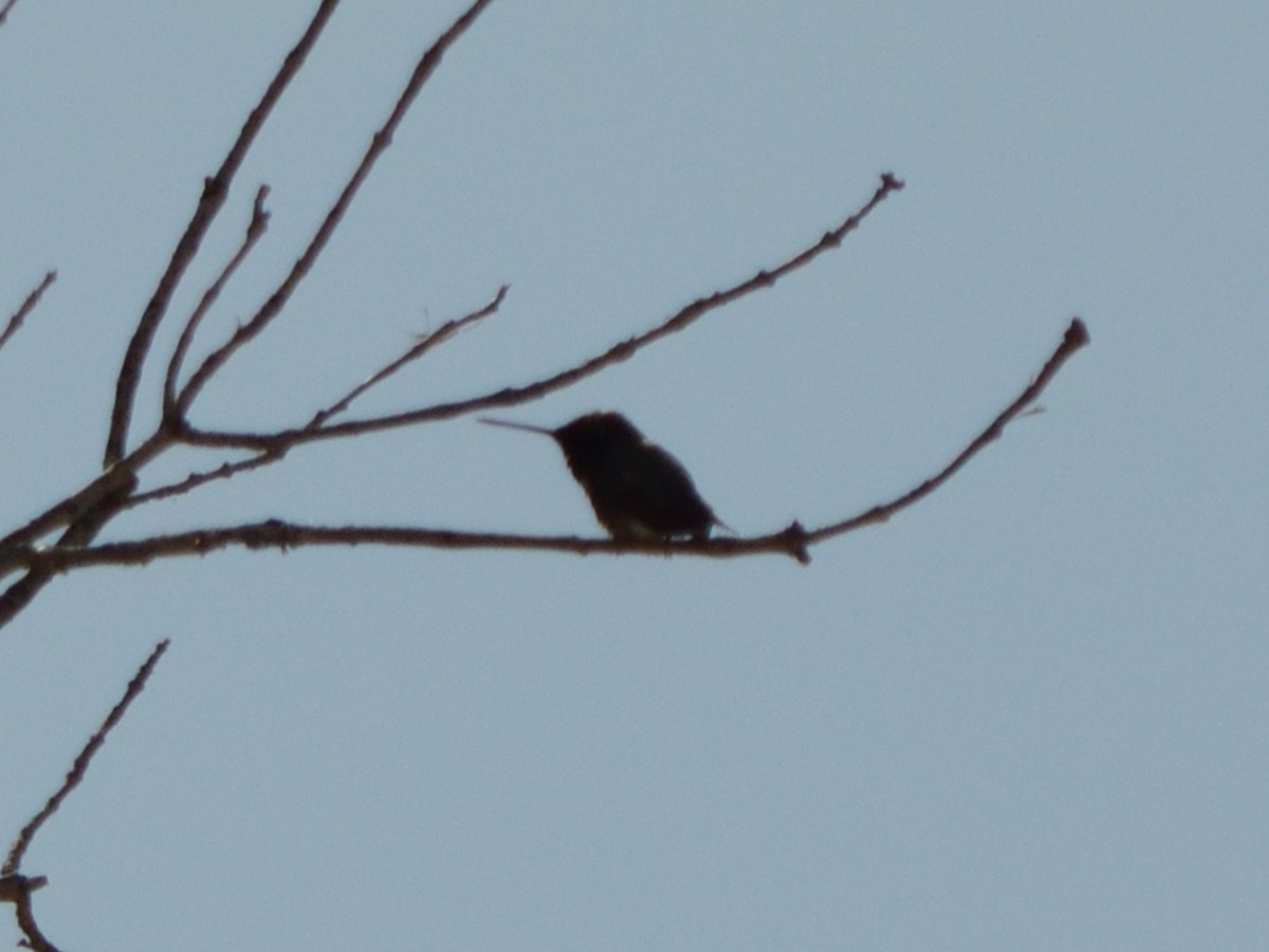 hummingbird sp. - ML640682672