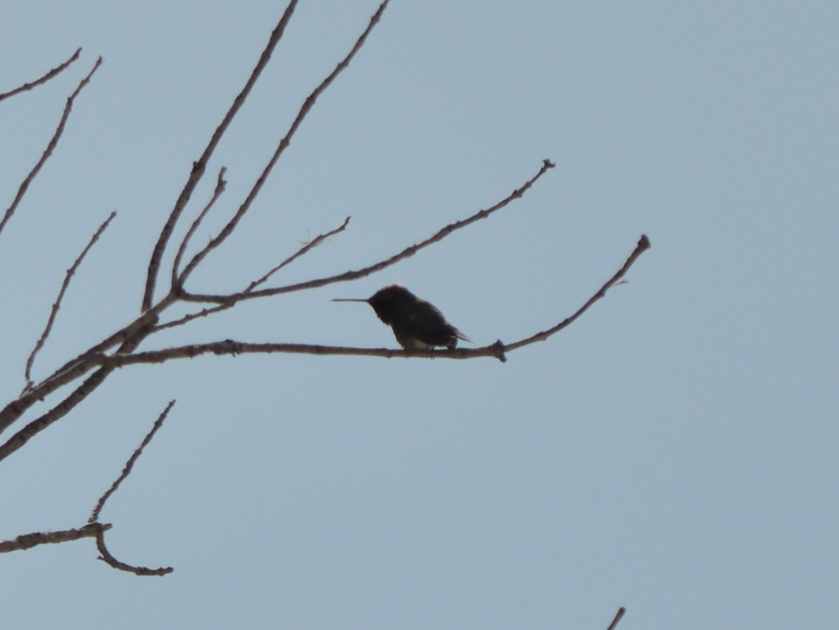 hummingbird sp. - ML640682673