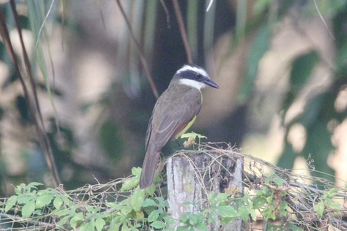 Lesser Kiskadee - ML640682692
