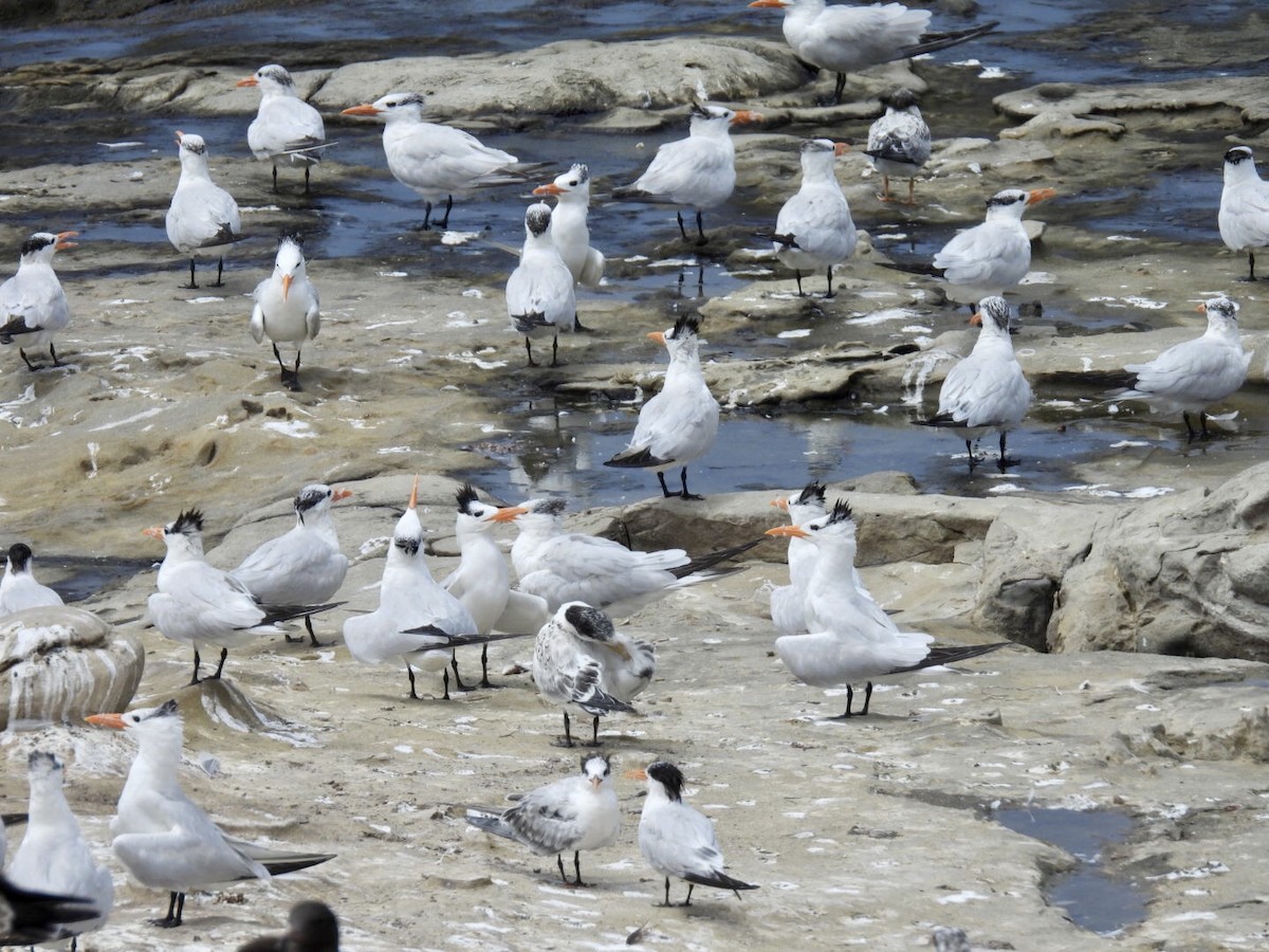 Royal Tern - ML640682731