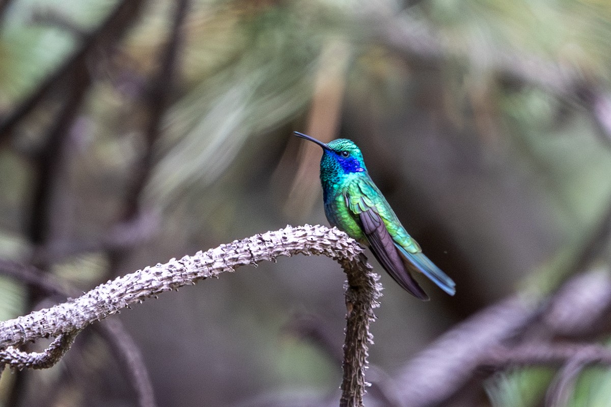 Colibri thalassin - ML640682839