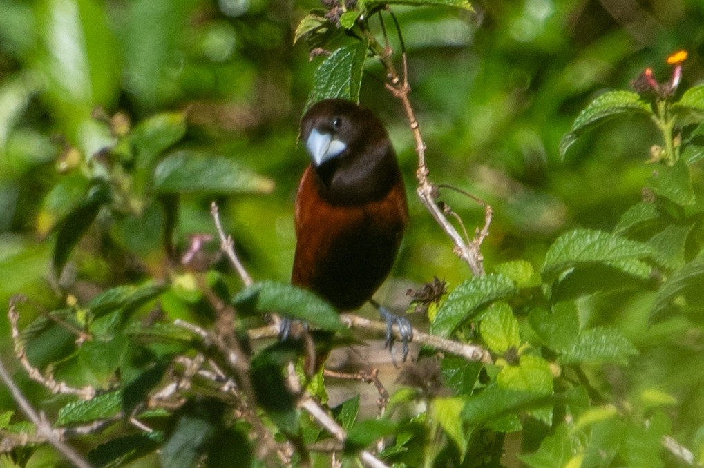 キンパラ - ML640682849