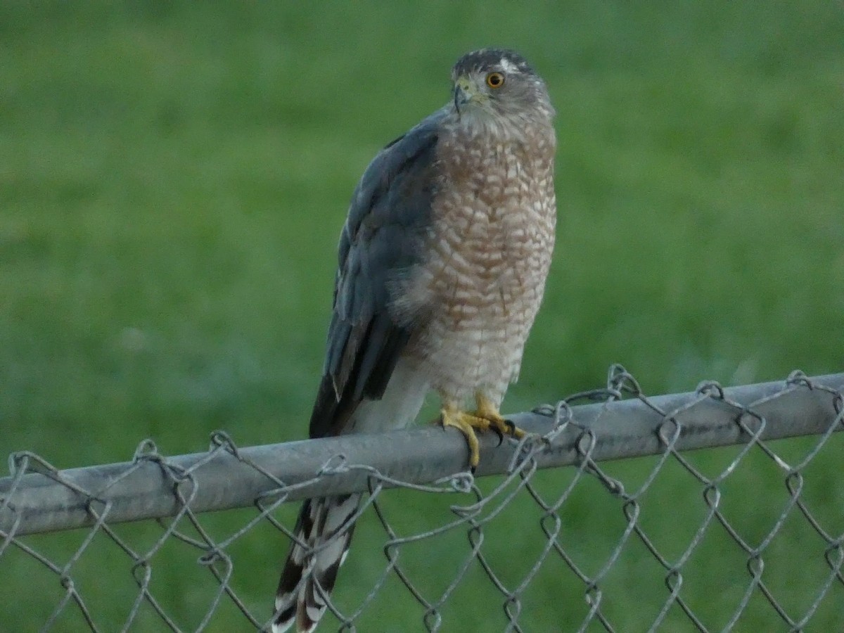 Cooper's Hawk - ML640682865