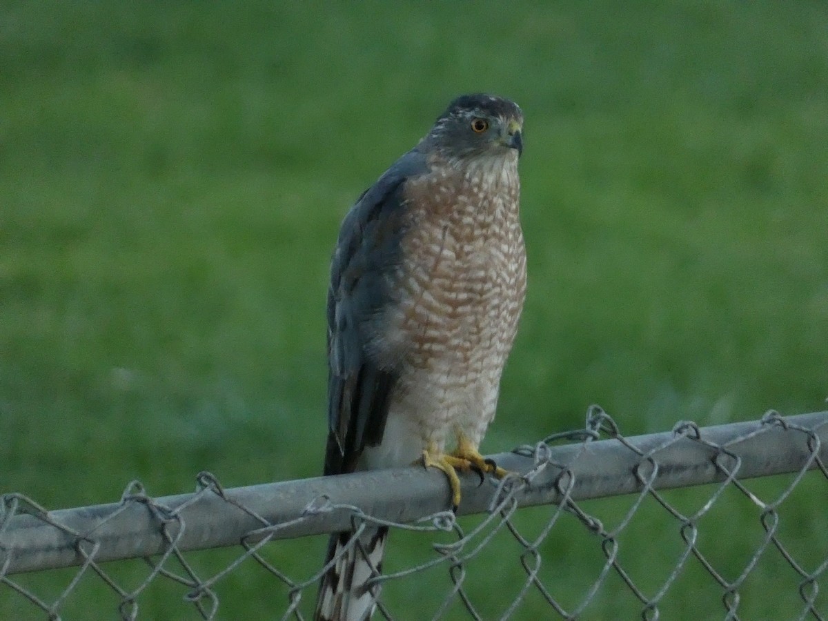 Cooper's Hawk - ML640682866