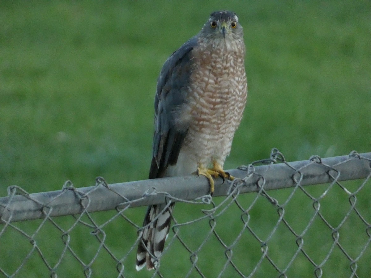 Cooper's Hawk - ML640682867