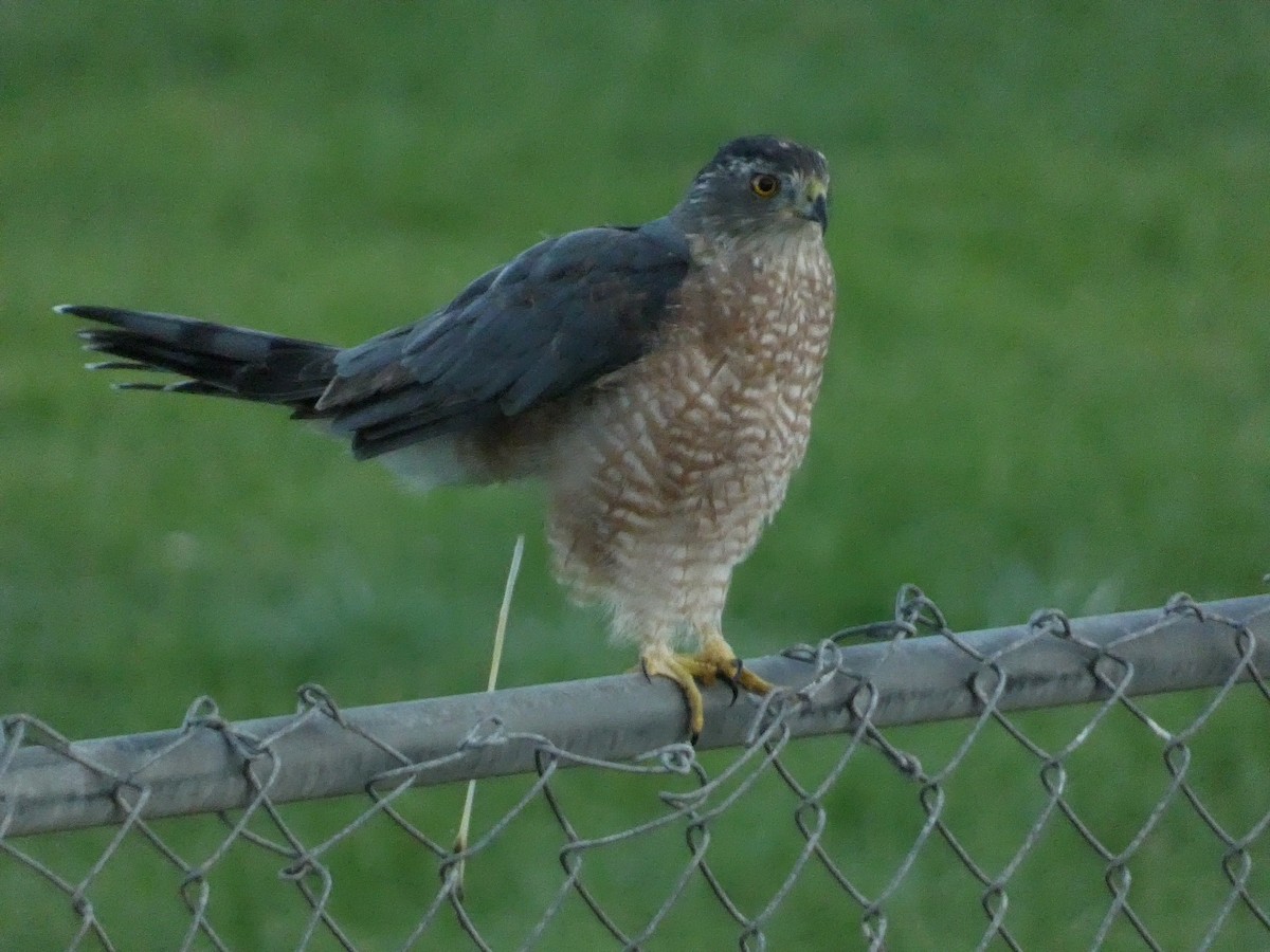 Cooper's Hawk - ML640682868