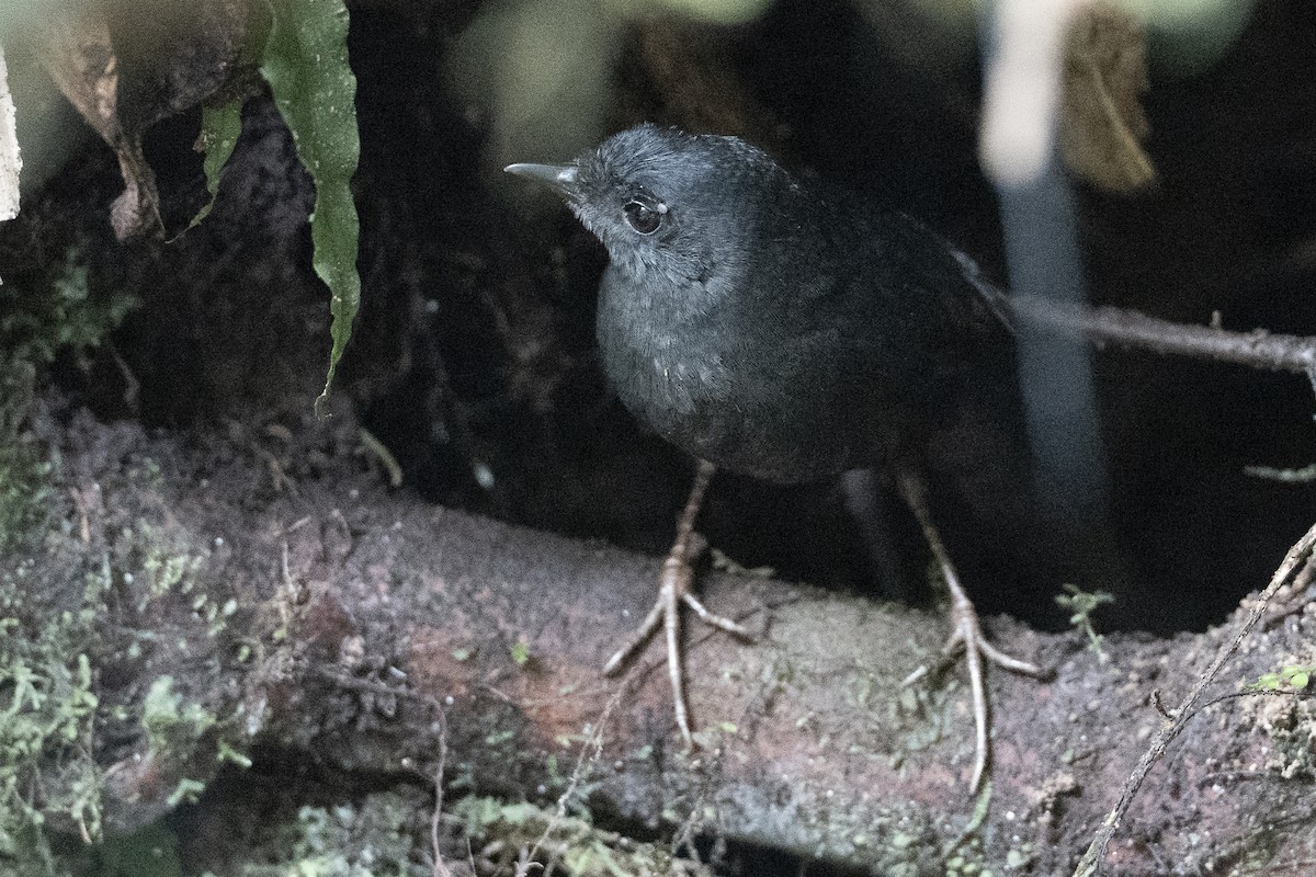 Tatama Tapaculo - ML640682915