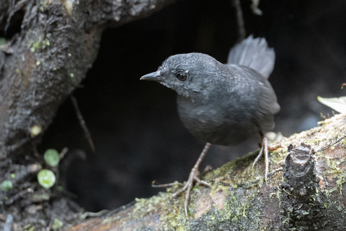 Tatama Tapaculo - ML640682917