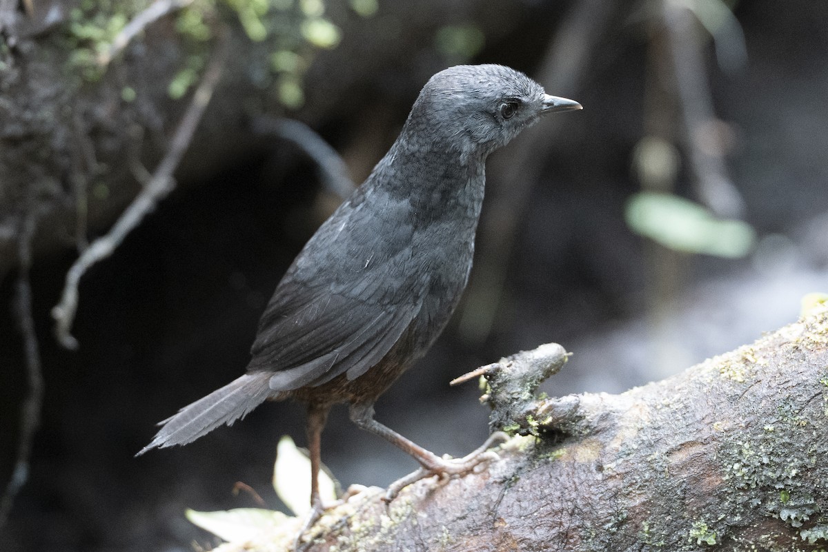 Tatama Tapaculo - ML640682929