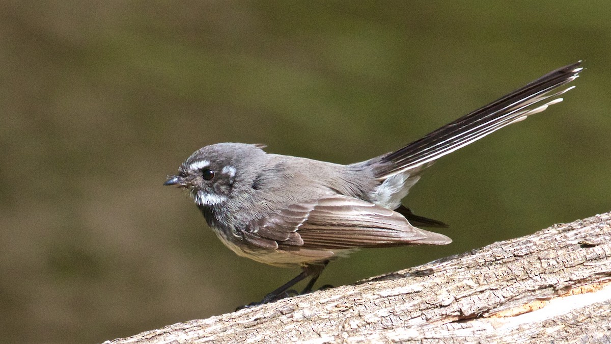 Gray Fantail - ML640682933