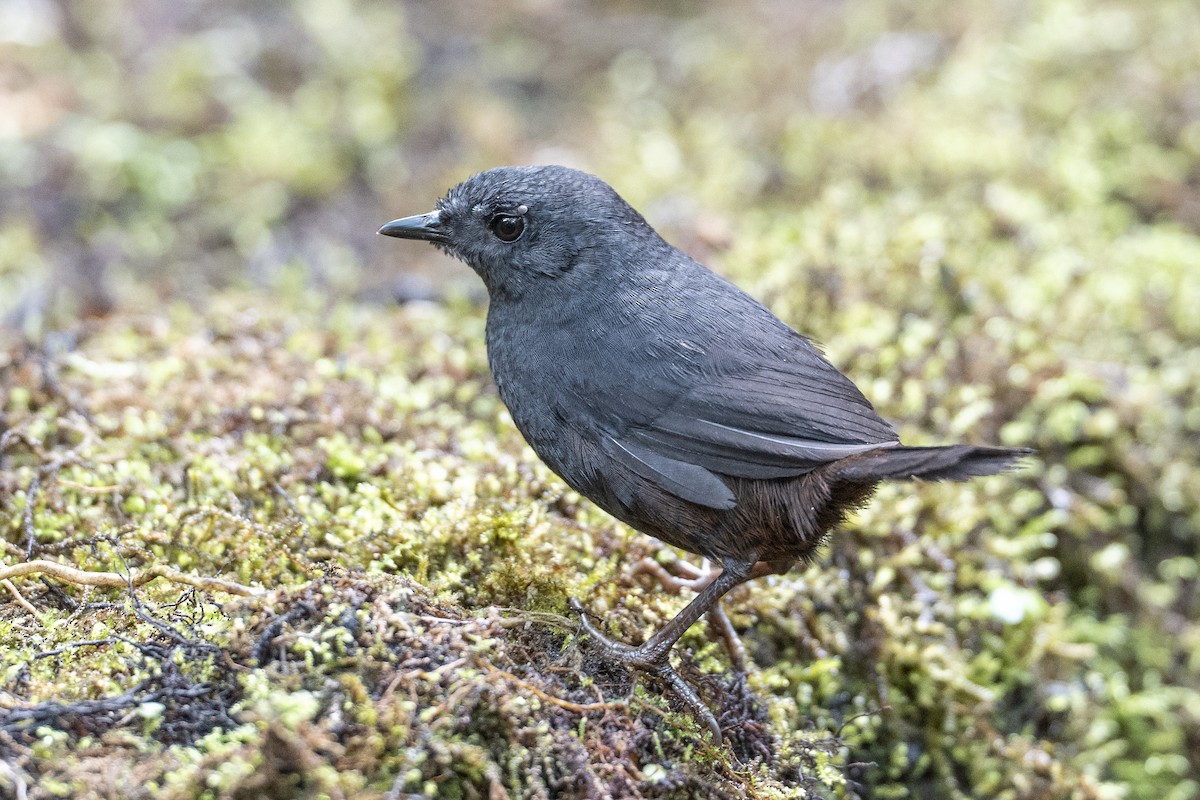 Tatama Tapaculo - ML640682947