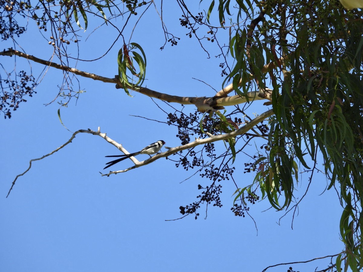 Pin-tailed Whydah - ML640682950