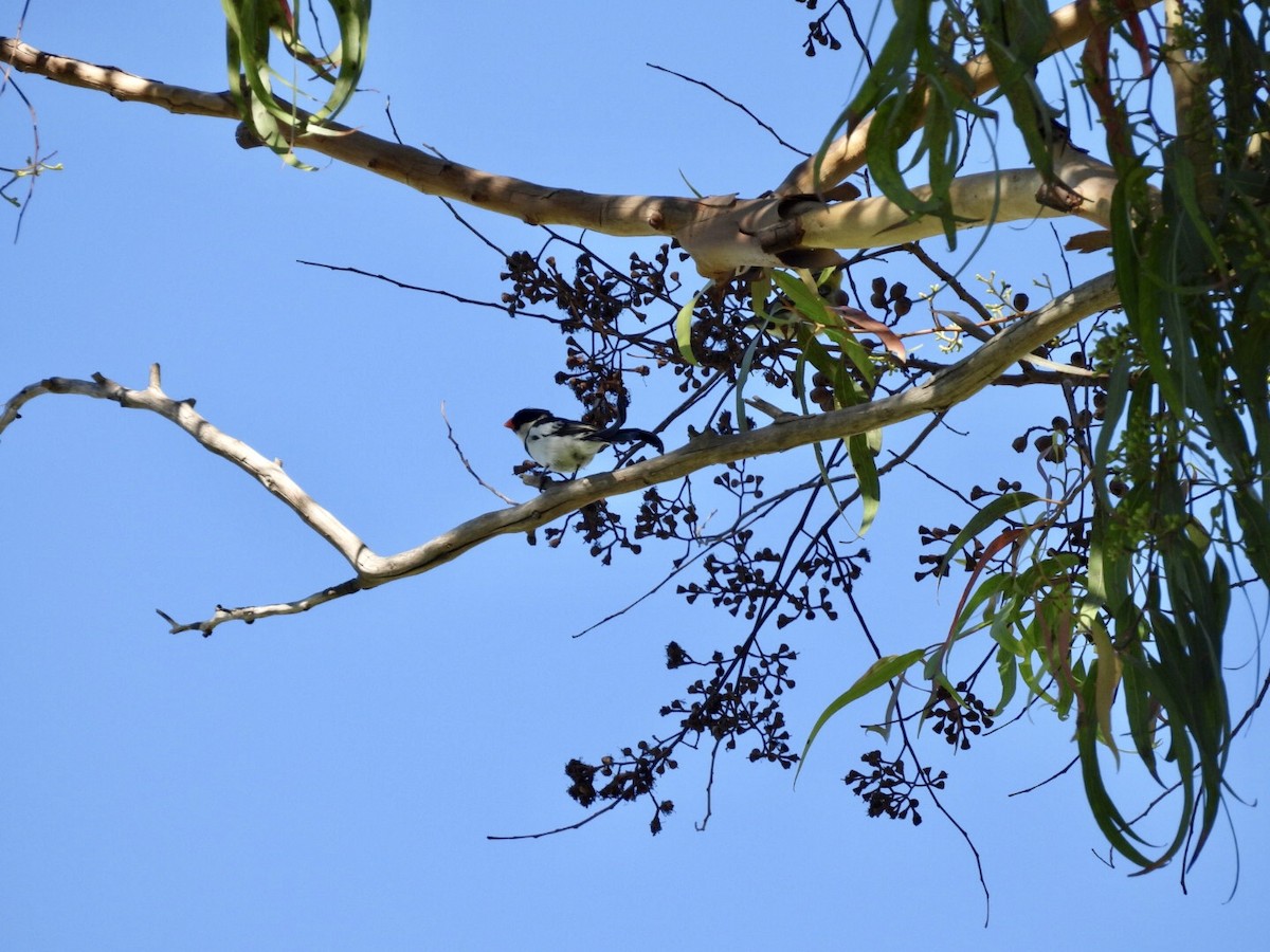 Pin-tailed Whydah - ML640682951