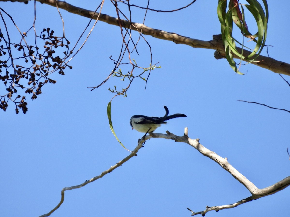 Pin-tailed Whydah - ML640682956