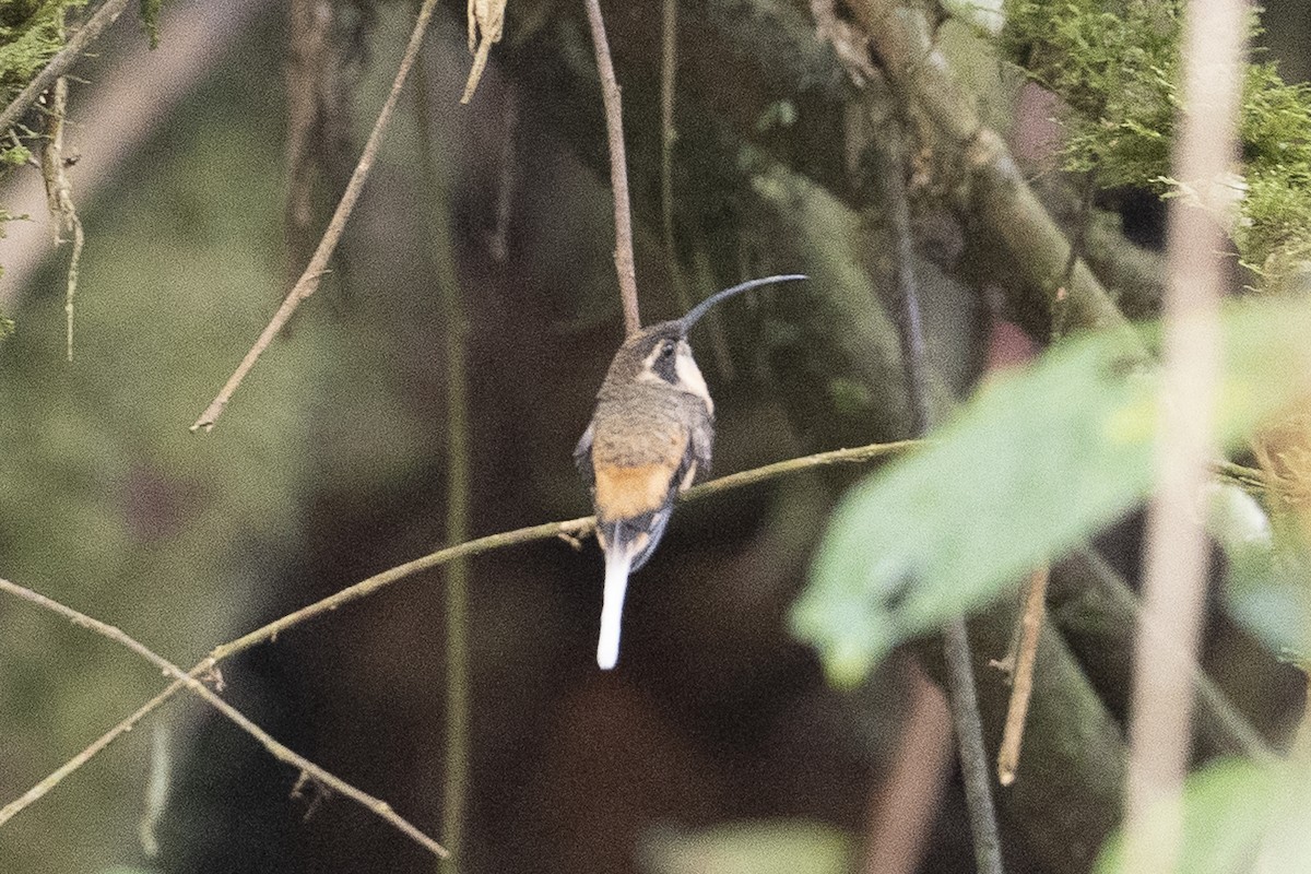 Tawny-bellied Hermit - ML640682964