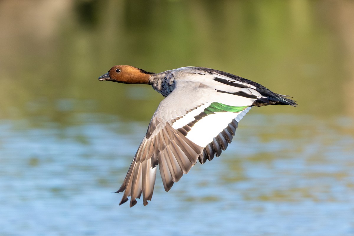 Maned Duck - ML640682982