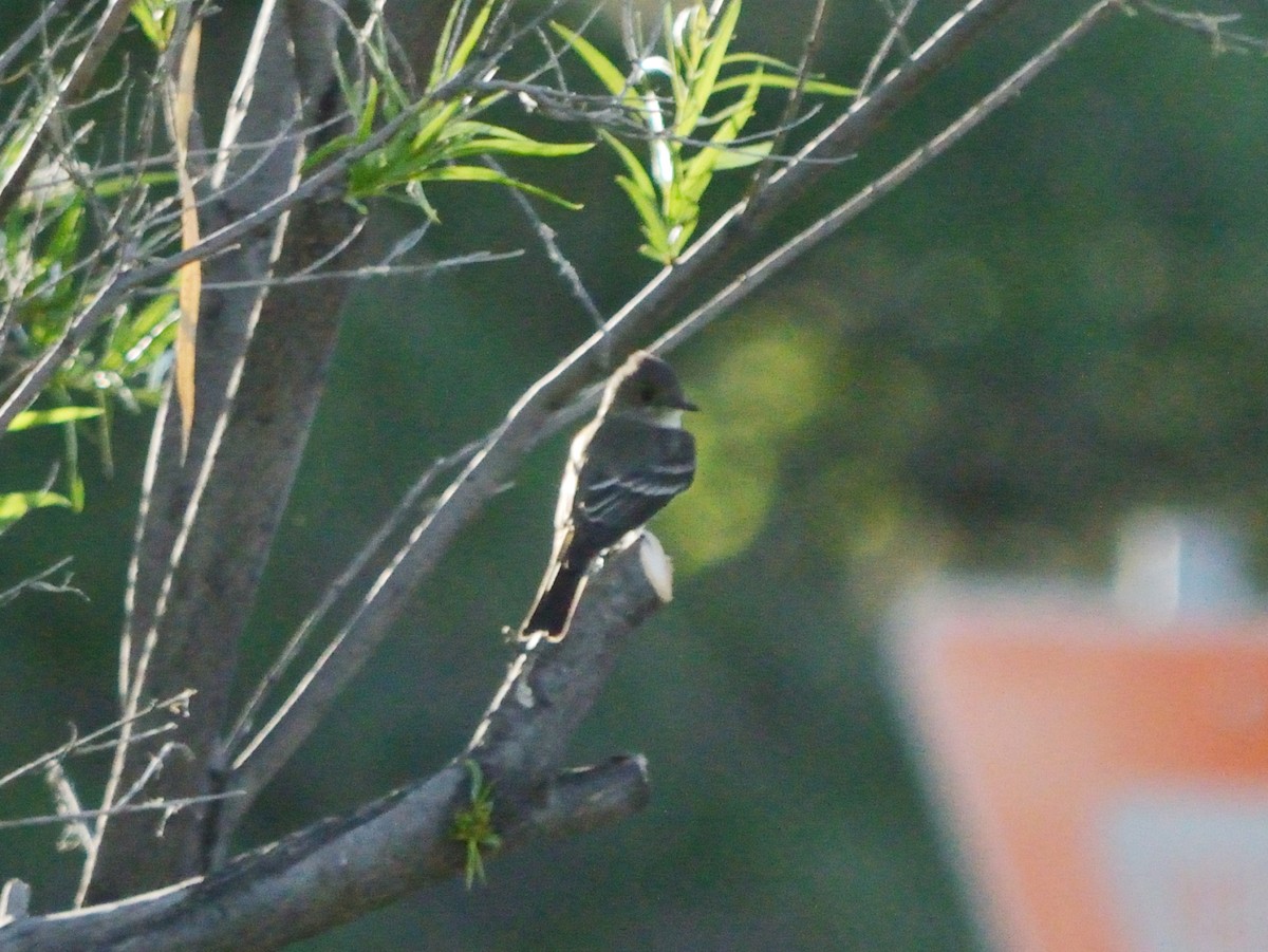 Western Wood-Pewee - ML640683001