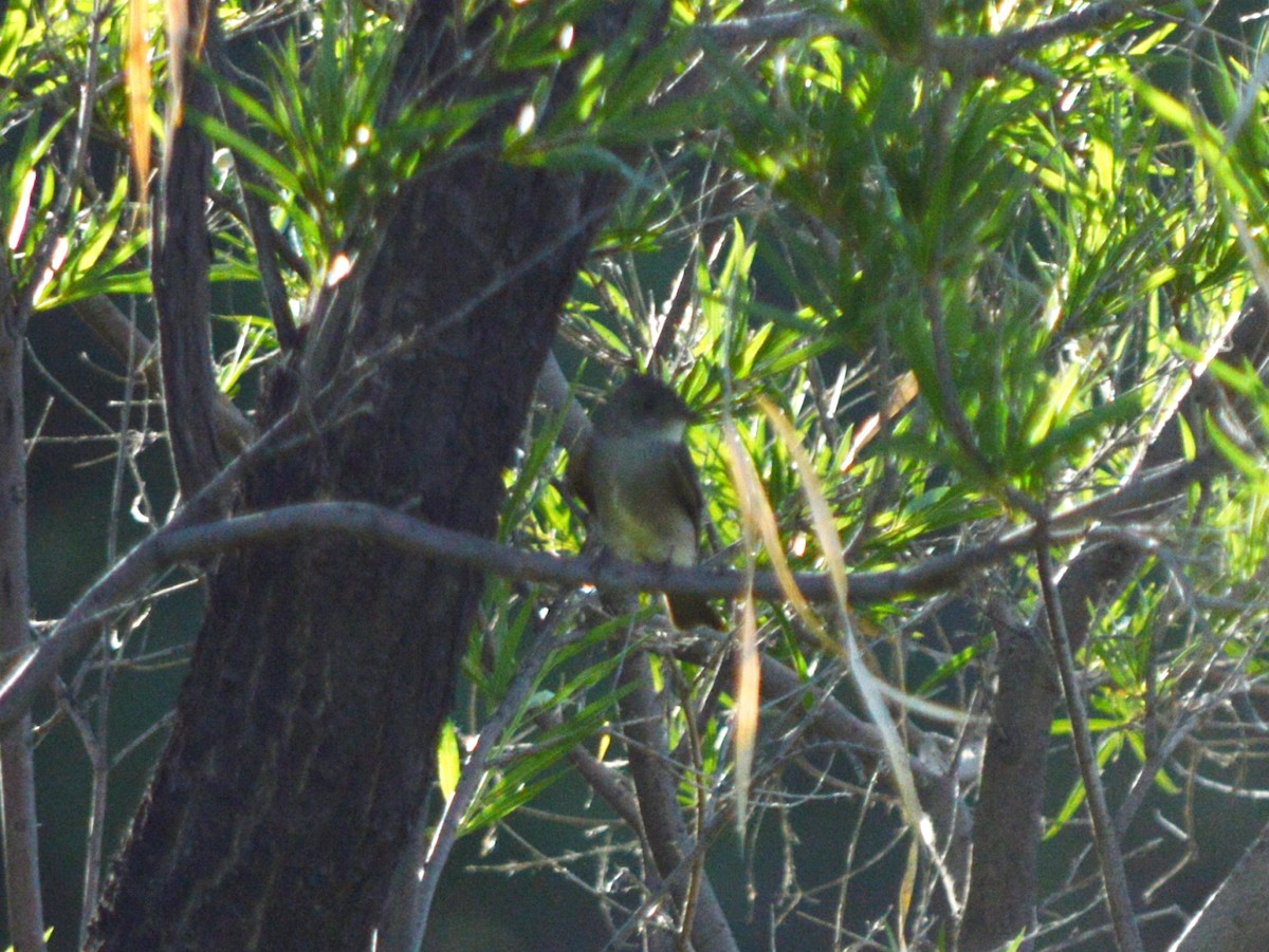 Western Wood-Pewee - ML640683002