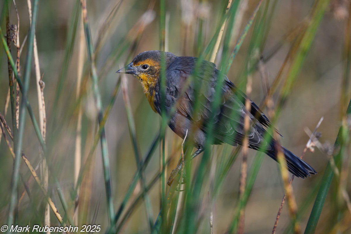 Yellow-headed Blackbird - ML640683005