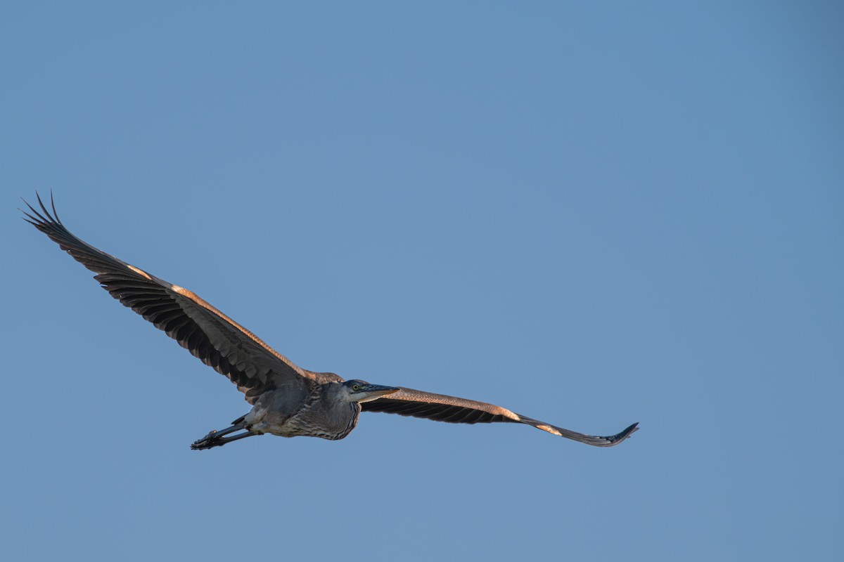 Great Blue Heron - ML640683055