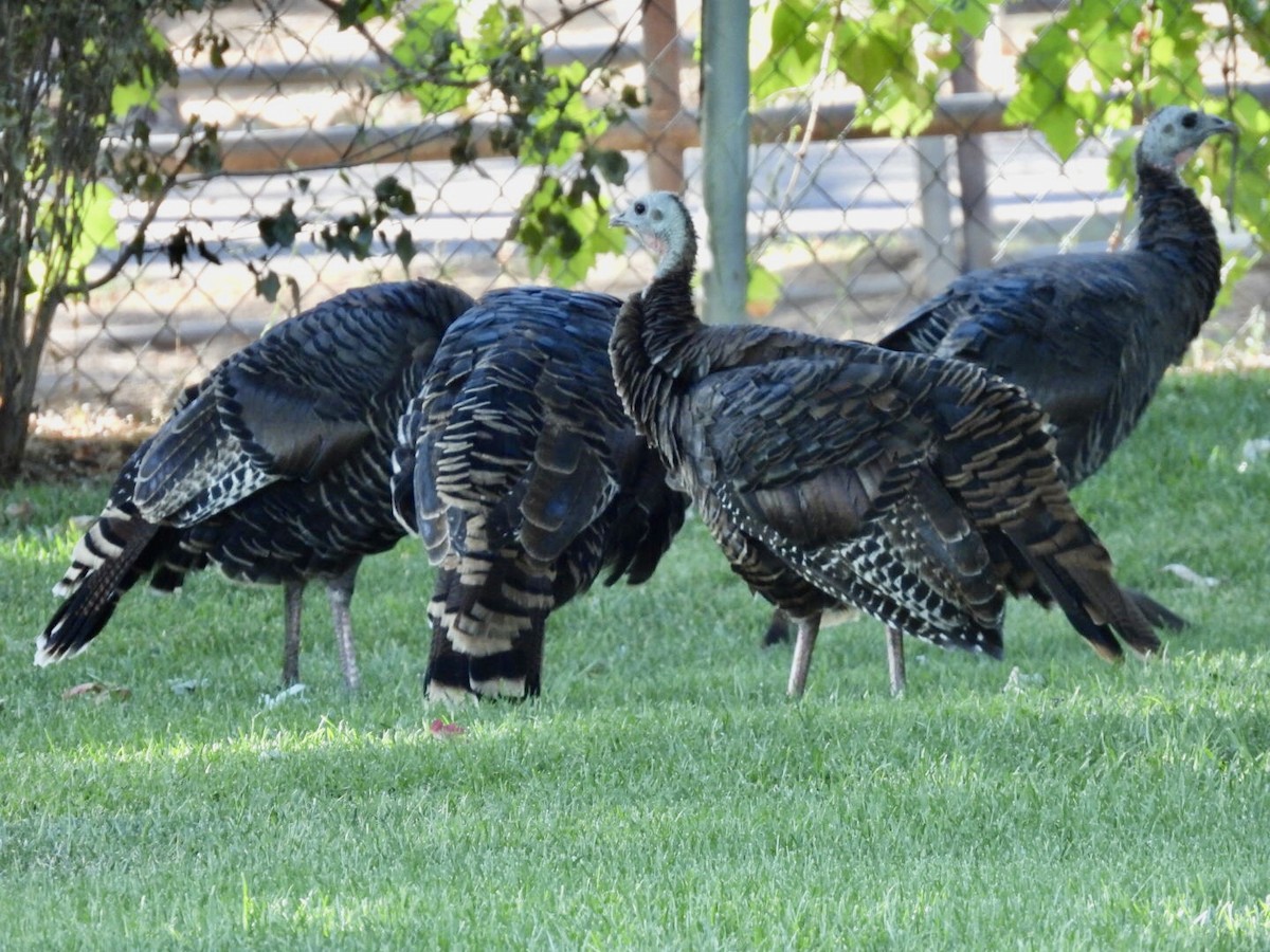 Wild Turkey - ML640683107