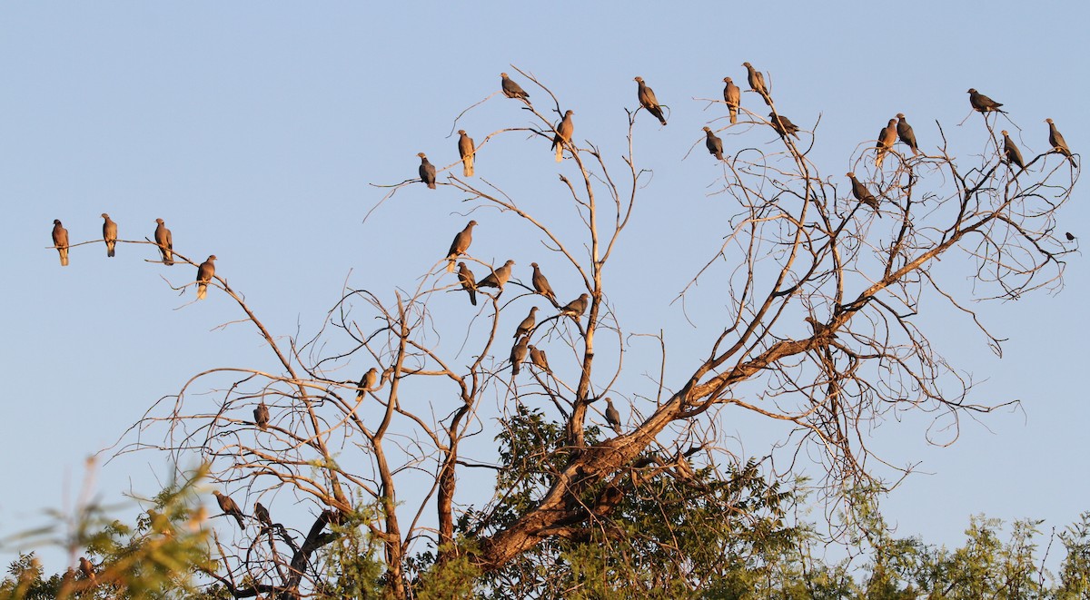 Band-tailed Pigeon - ML64068311