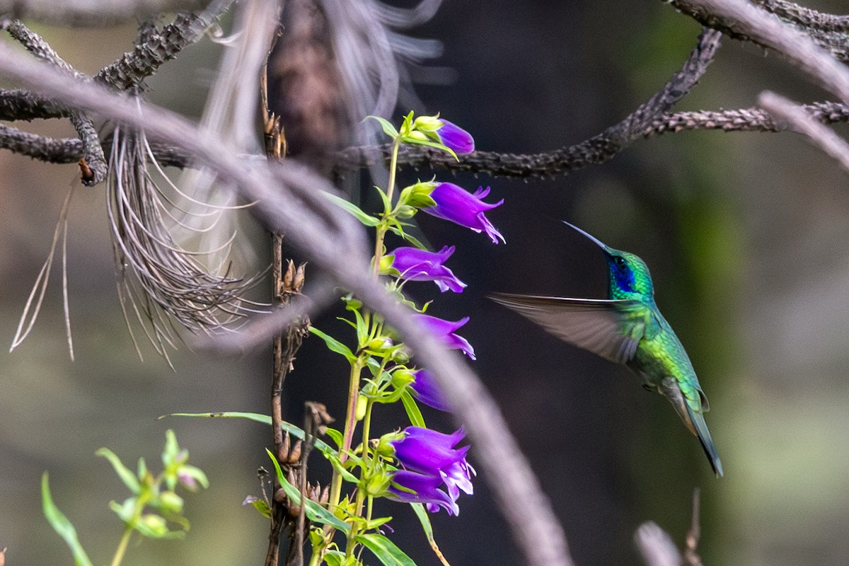 Colibri thalassin - ML640683120
