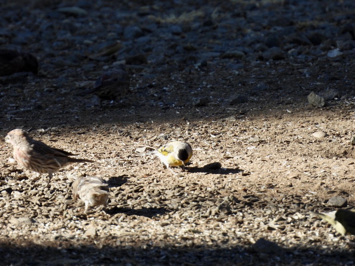 Lawrence's Goldfinch - ML640683136