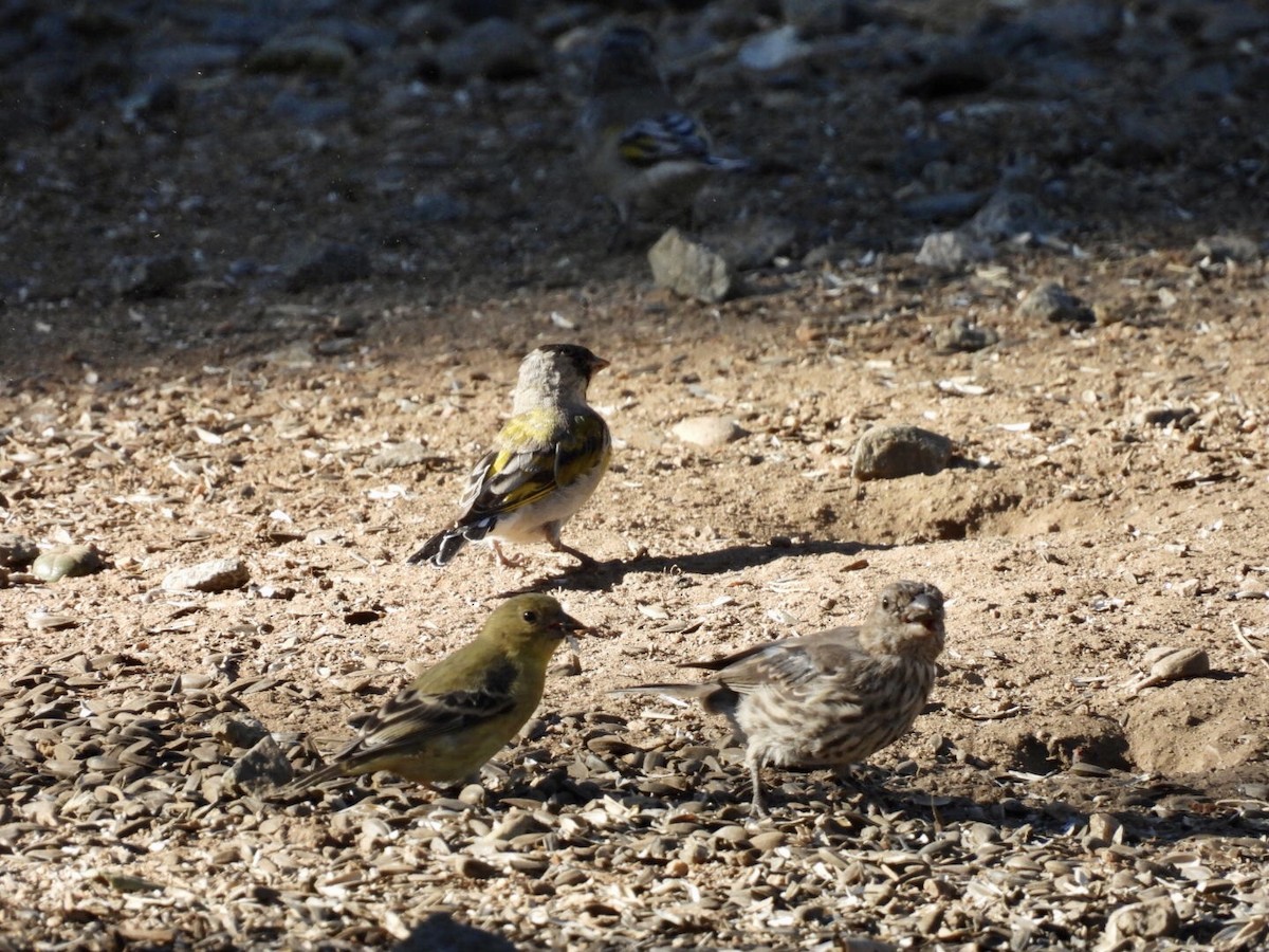 Lawrence's Goldfinch - ML640683137