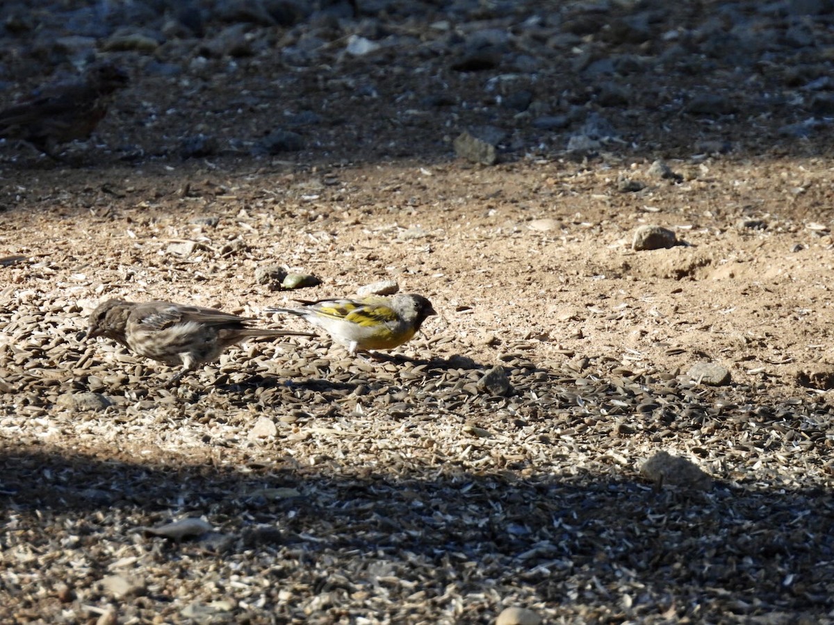 Lawrence's Goldfinch - ML640683138
